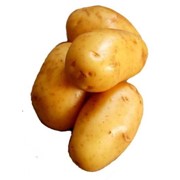 Картофель сортовой фото