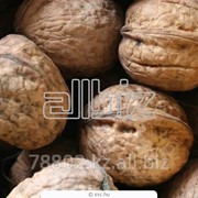 Орехи грецкие фото