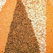 Экспорт зерновых культур фото
