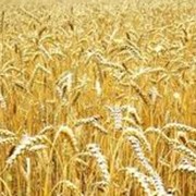 Пшеница первого класса, пшеница на экспорт