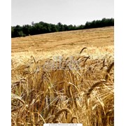 Пшеница гибридная (1-5класс) фотография