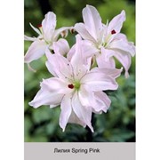 Лилия Азиатский гибрид махровый Spring Pink