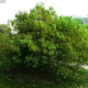 Дуб болотный аллейное дерево Quercus palustris высота 130-160см фото