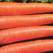 Покупаем морковь. фотография