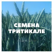 Семена озимой тритикале на посев фото