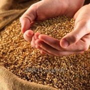Насіння Пшениці озимої (сортове)