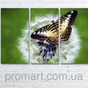 Модульна картина на полотні Метелик на кульбабі код КМ6090-027