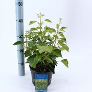 Плющ обыкновенный -- Hedera helix фото