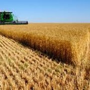 Пшеница фуражная. Высокого качества