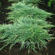 Можжевельник Juniperus horizontalis Jade River фотография