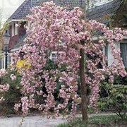 Сакура Prunus serr. Kiku-shidare-sakura Обхват ствола 6-8 фотография