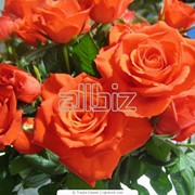 Саженцы роз Плетистые фото