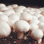 Почва для грибов фото