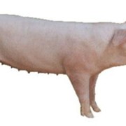Продам свиней мясных пород весом от 100 до 120 фото