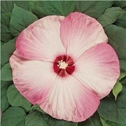 Семена гибискуса болотного Нежно-розовый фото