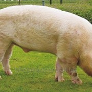 Кормовая добавка для свиней Лактобифадол фото