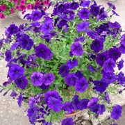 Семена цветов петунии Рамблин F1 100 шт. драже синий фотография