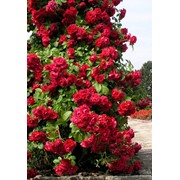 Розы плетистые самых изысканных сортов: красные , белые, розовые, желтые , лиловые и др Розы в контейнерах с закрытой корневой системой Фото с нашего питомника растений фото