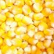 Гибрид кукурузы Маг фото