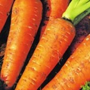 Хранение моркови фото