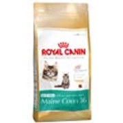 Корм для котов Royal Canin Kitten Maine Coon (для котят мейн кунов) 4 кг фотография