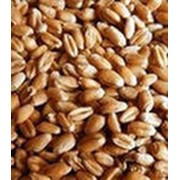 Семена пшеницы фото