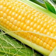 Кукуруза посевная НС-5051* фотография