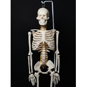 Новый Скелет 85 см на штативе