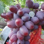 Саженцы винограда Фавор, гибридная форма получена от скрещивания Талисман х Кишмиш лучистый, форма раннесреднего или среднего срока созревания, от начала распускания почек до полной зрелости 126-135 дней