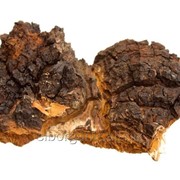 Чага Сухая (березовый гриб) фотография