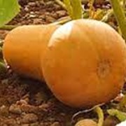 Семена тыквы арабатская фотография