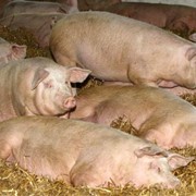 Белково - минеральные добавки для свиней (БМВД). Свиноматки «Холостые» 15% (Для кормления свиноматок в ожидании супоросности) фото