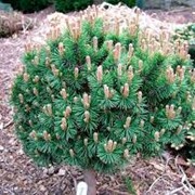 Сосна горная Pinus mugo Mops Pa 80 80-100 C3 фотография
