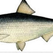 Сельдь фото