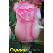 Саженец чайногибридных роз Гордон фотография