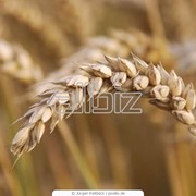 Пшеница фуражная 2 класс фото