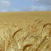 Озима пшениця Журавка Одеська, Супер еліта фото