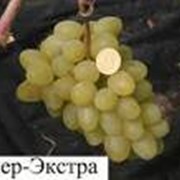 Саженцы, черенки, лоза винограда Супер-экстра фото