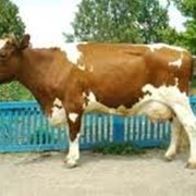 Скот крупный рогатый мясо-молочных пород фото