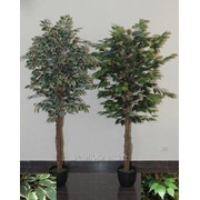 Растение искусственное “Фикус штамбовый“ 1,8м АН05079 фото