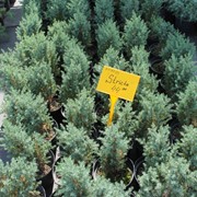 Можжевельник китайський Стрикта (Ялівець китайський; Juniperus chinensis Stricta) фото