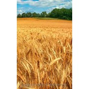 Пшеница озимаяБ лагодарка Одесская фотография