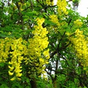 Саженцы акации желтой питомник PLANTS фотография
