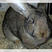 Кролики Серый Великан фото