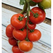 Семена томатов Белле F1 фото