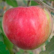 Саженцы яблони сорт Деликатес фотография