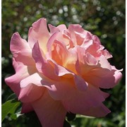 Среднерослые розы, Bel Ange фотография