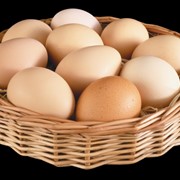 Яйцо куриное фото