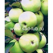 Саженцы яблони сорт Кутузовец