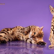 Бенгальский котенок фотография